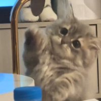 手を伸ばすミヌエットの子猫