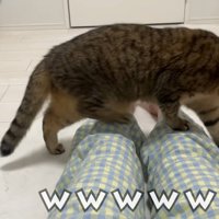テロップ「ｗｗｗｗｗ」