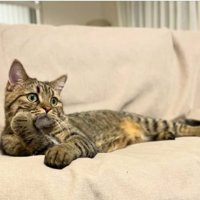 くつろいでいた猫