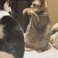 胸の前に拳を構える猫