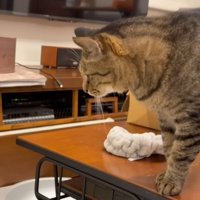 机の上から布団を眺めているキジトラの様子