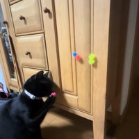 右前足についたピンクのボールの匂いを嗅ぐ猫