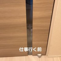 見つめる猫