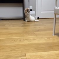 走ってくるうなぎちゃん