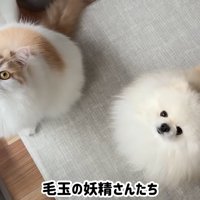 テロップ「毛玉の妖精さんたち」