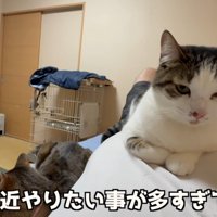 白い猫