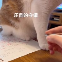 宿題の上に座った猫