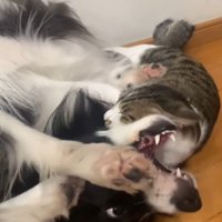 仰向けで暴れる犬