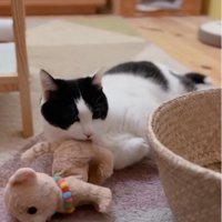 ぬいぐるみを舐めている猫