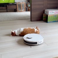 寝転がる猫3