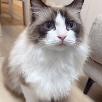 青い目の長毛猫