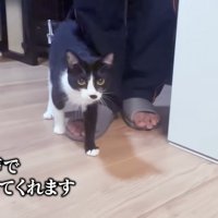 人の足元に立つ子猫