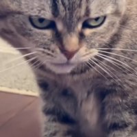 右を睨みつける猫