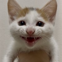 口を三角形に開いた笑顔の子猫