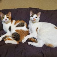 ソファでくつろぐ2匹の三毛猫