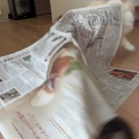 逃げる白い猫