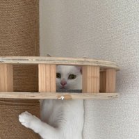 頭を隠す猫