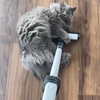 掃除機のヘッドを前足で抱え顔を向ける猫