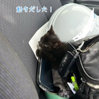 顔をあげる子猫