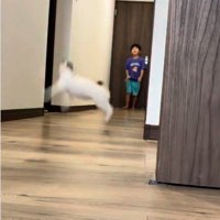 ジャンプしている子猫