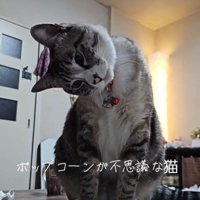 首を傾げるねこ