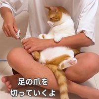 爪を切られる猫