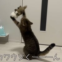 「カワウソく－－－ん！！」のテロップ写真