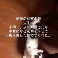 他の猫を追いかける子猫