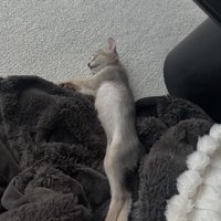 毛布で眠る子猫