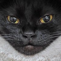 グレーのペット用ベッドの中から飼い主を見つめる猫