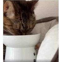 ご飯を食べている猫