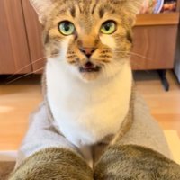 口を開く猫