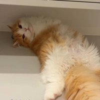別の場所で寝転がる子猫に名前を呼ぶ飼い主
