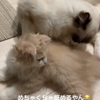 体を舐める猫