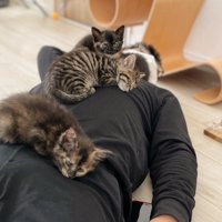 男性の上で寝る4匹の子猫