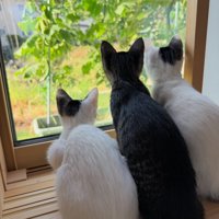 外を見る子猫たちの後ろ姿