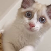 猫じゃらしを持っている赤ちゃんと子猫