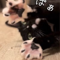 ここちゃんの肉球