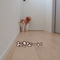 ドアの前で鳴く猫