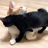 寝転がるむぎくんと