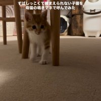近づいてくる子猫