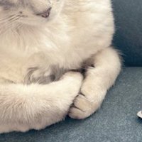 体の下にしまわれた猫の前足