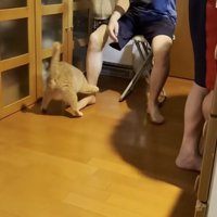 なでられている猫