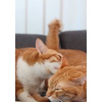 室内にいる猫たち