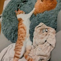 クッションで寝る猫