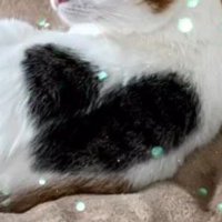 猫の背中のハート柄