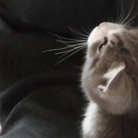 見上げる姿