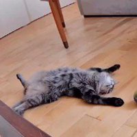 部屋の中で仰向けになっている猫