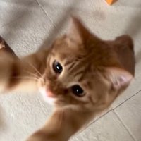 飛びつく猫