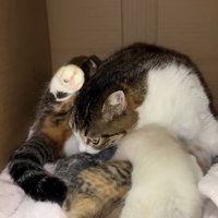 子猫のにおいを嗅ぐ成猫